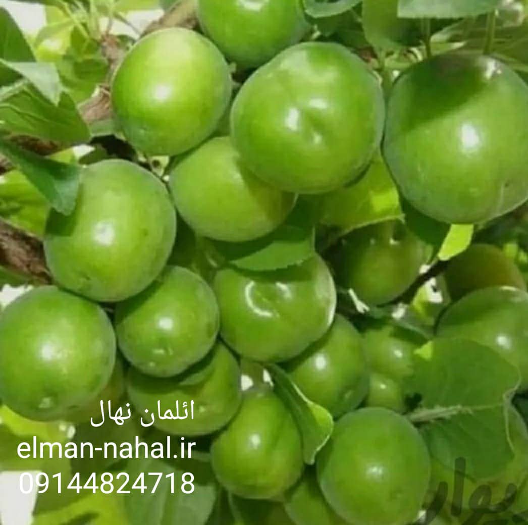 نهال گوجه سبز