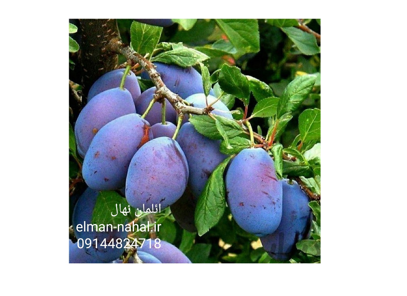 نهال آلو بخارا