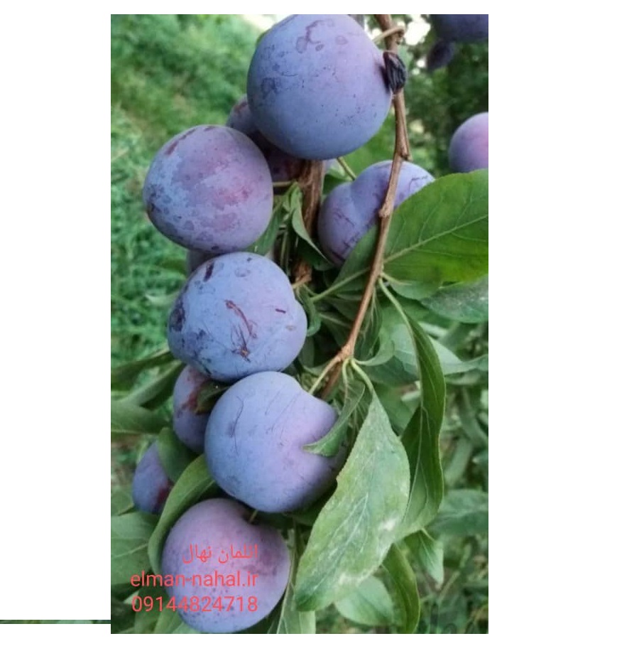 مرکز تولید و عرضه انواع نهال با کیفیت و قیمت مناسب