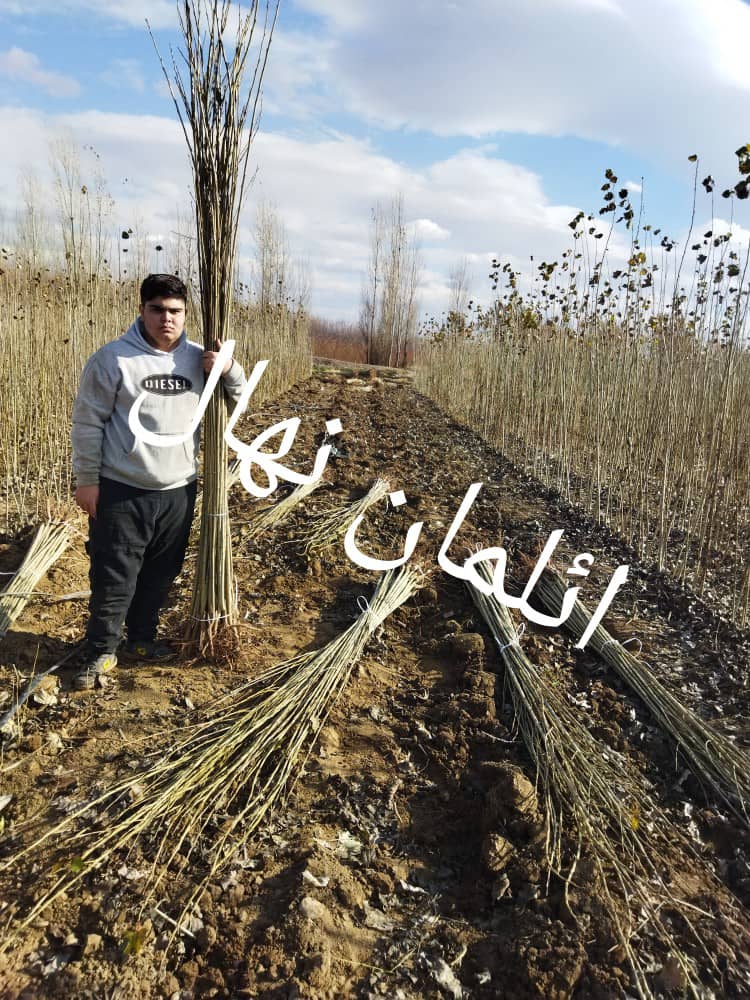 نهال صنوبر،تجارتی میلیاردی