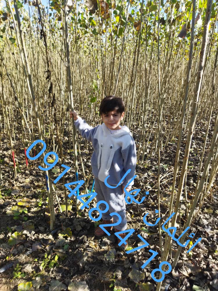 صنوبرنیگرا