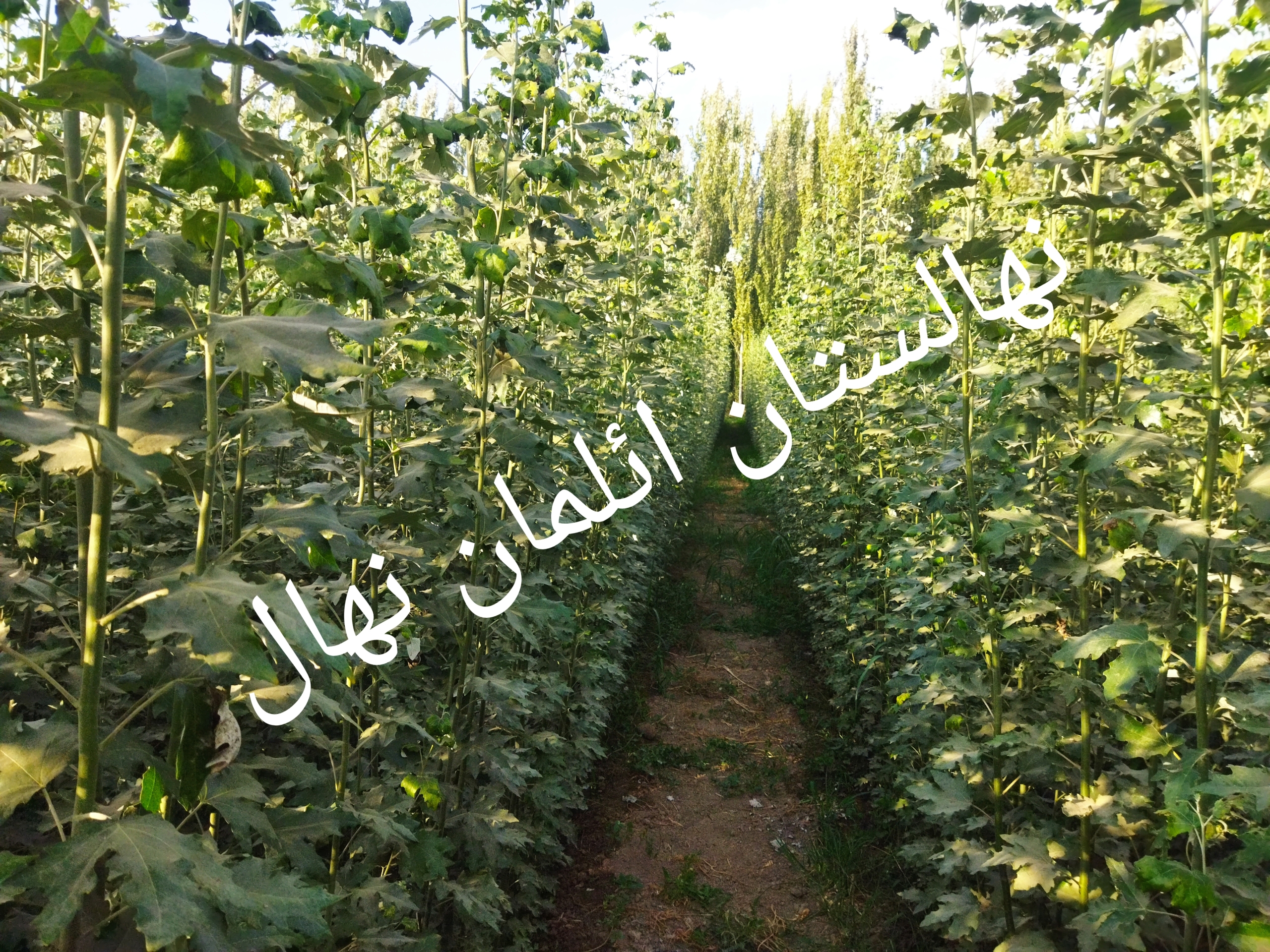 نهال غیر مثمر